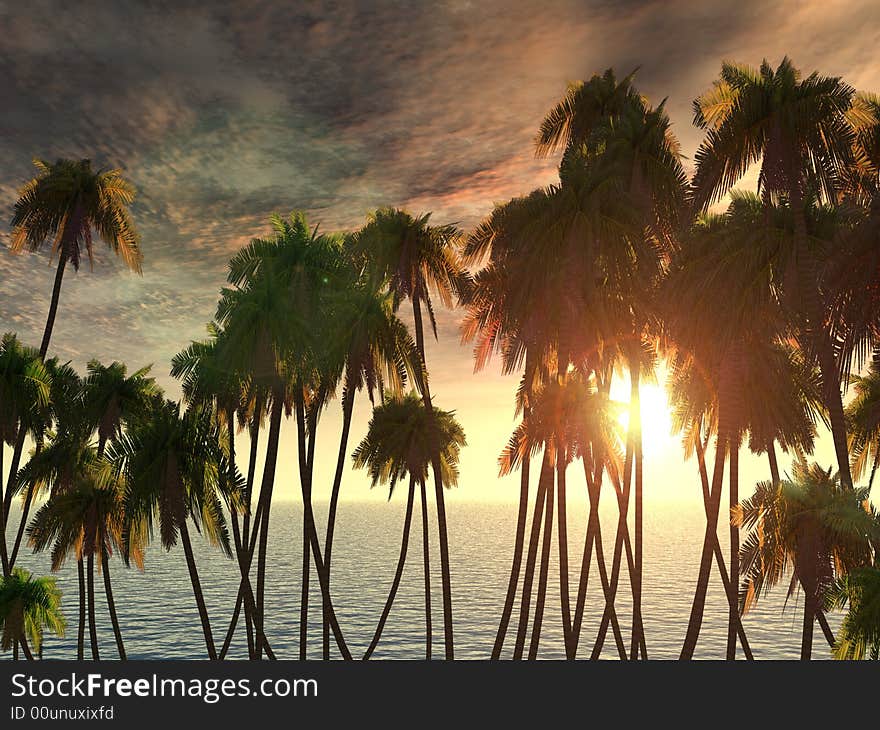 Tops of palm trees on a background of a sunset sky. Tops of palm trees on a background of a sunset sky