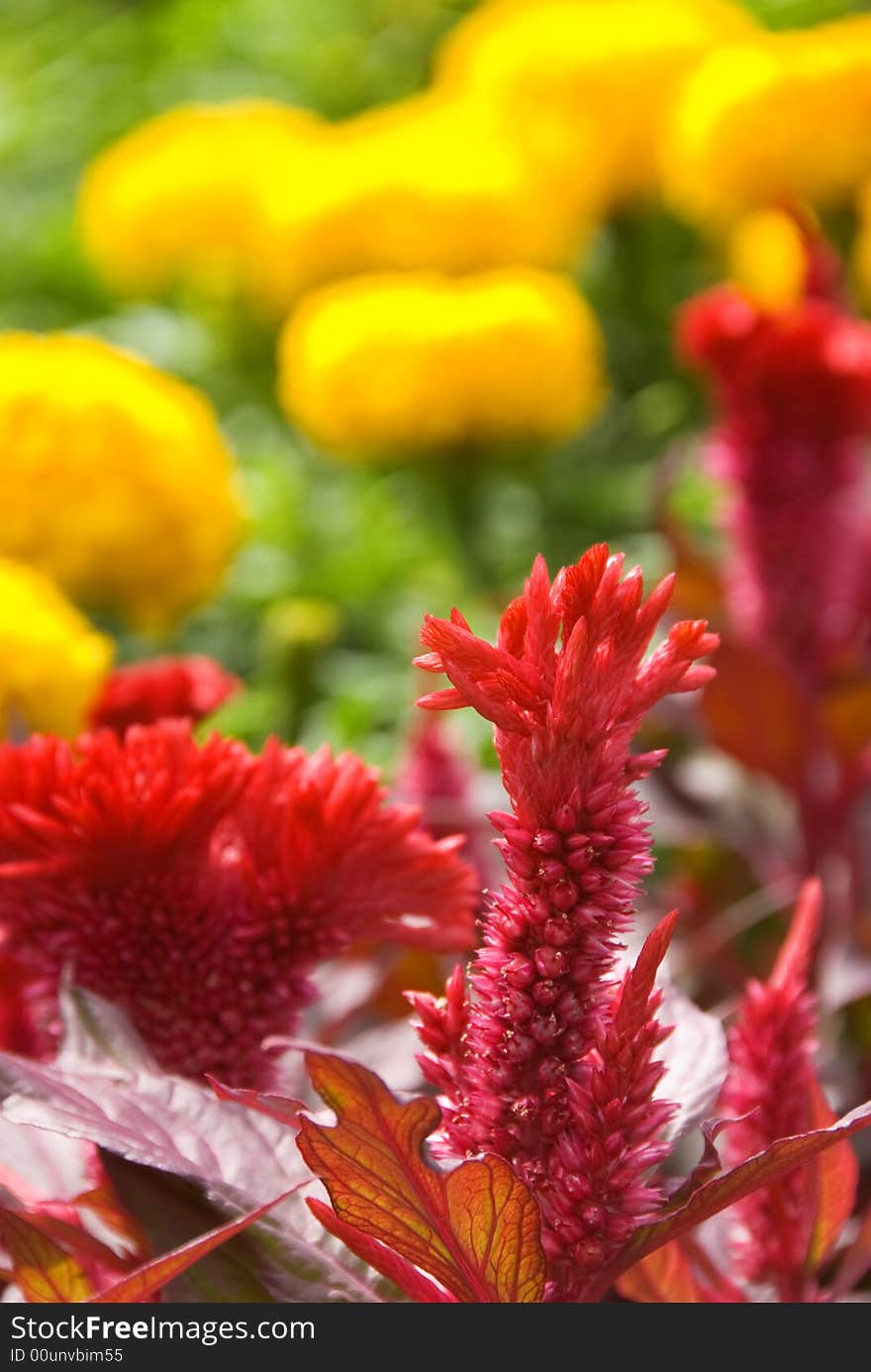 Red and yellow flowers in garden. Red and yellow flowers in garden