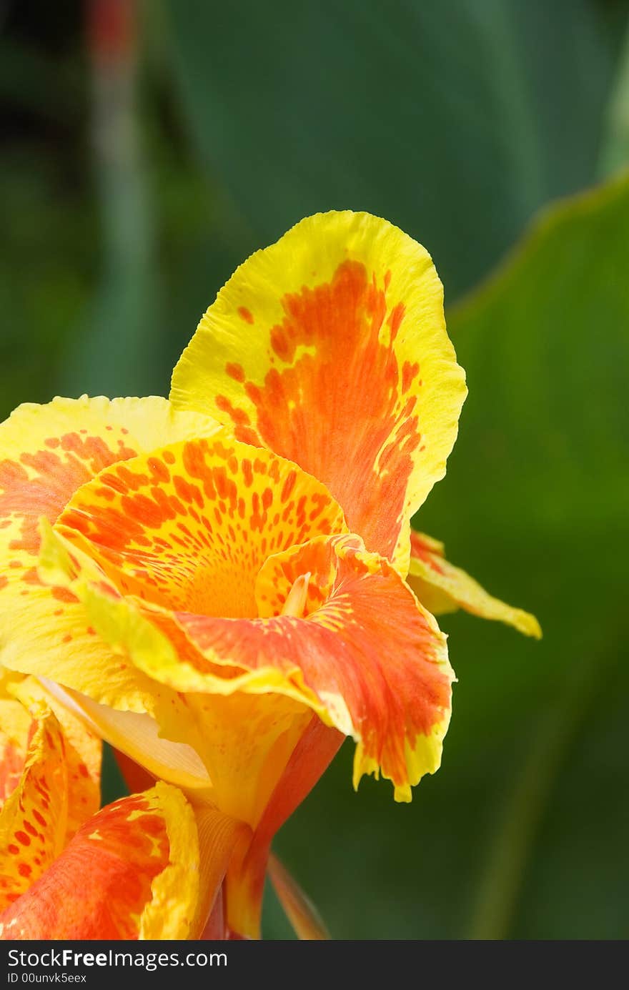 Red and yellow flower in a garden