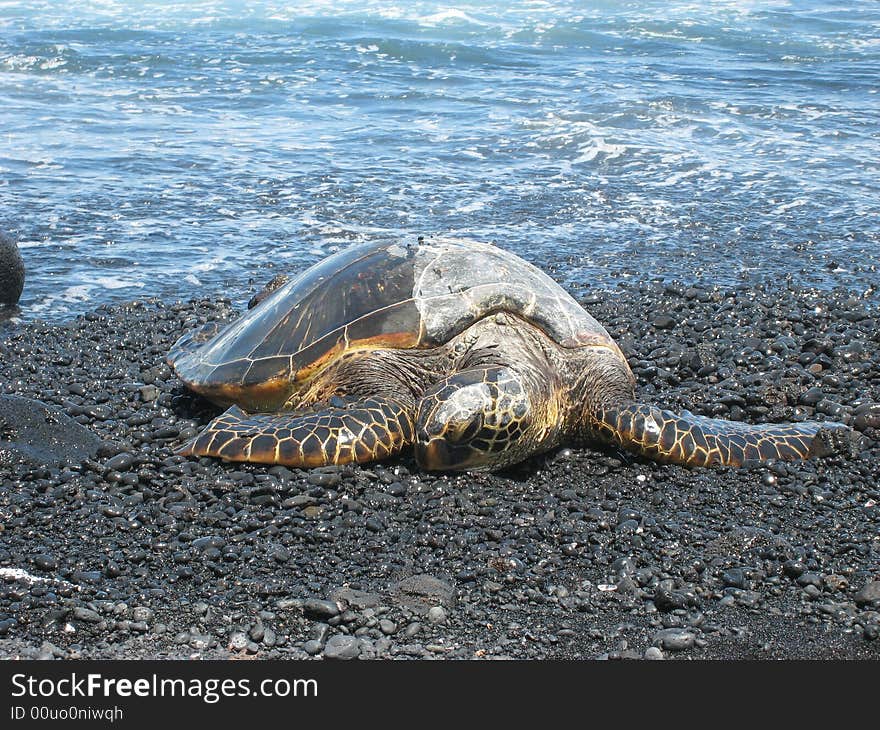 Sea turtle resting on black sand beach on the Big Island of Hawaii partially dry. Sea turtle resting on black sand beach on the Big Island of Hawaii partially dry