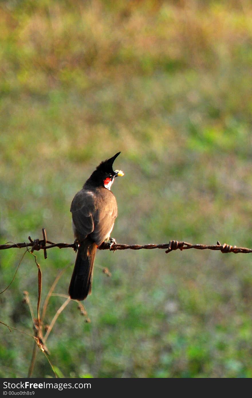 A red-whishkered bulbul bird sitting in a fense. A red-whishkered bulbul bird sitting in a fense