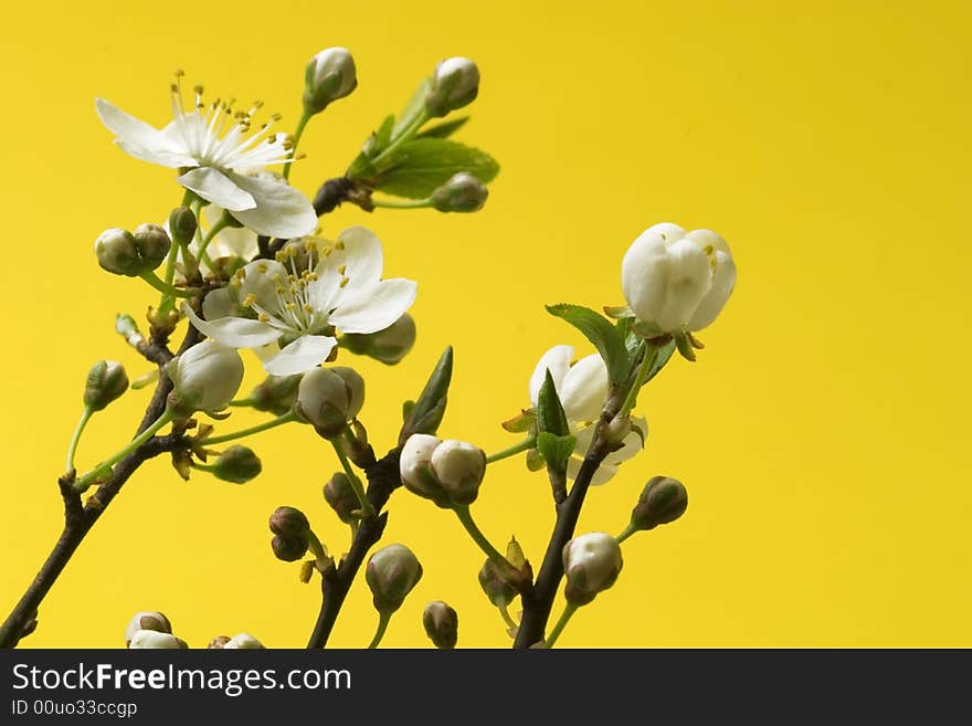 Blossoms at early spring