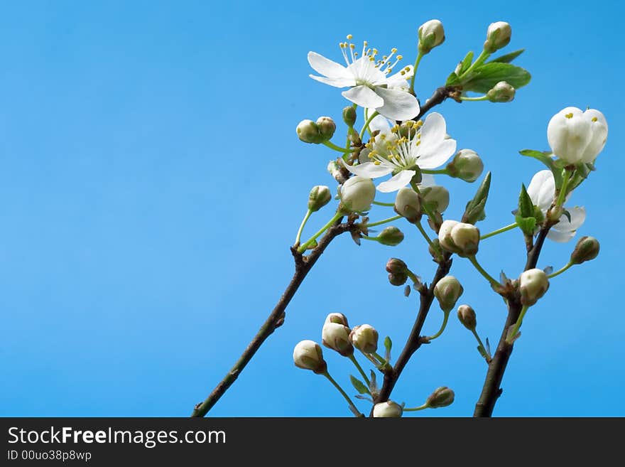 Blossoms at early spring against the blue background