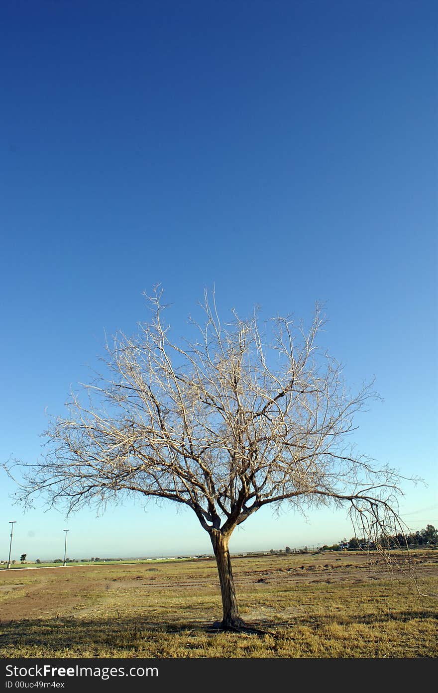 Dry tree