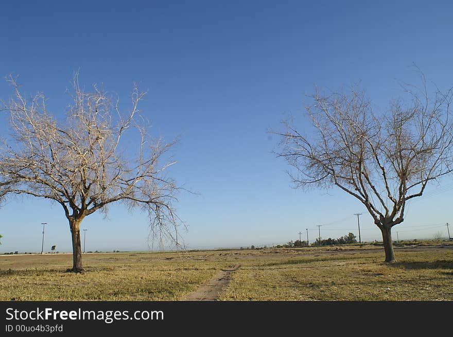 Dry tree