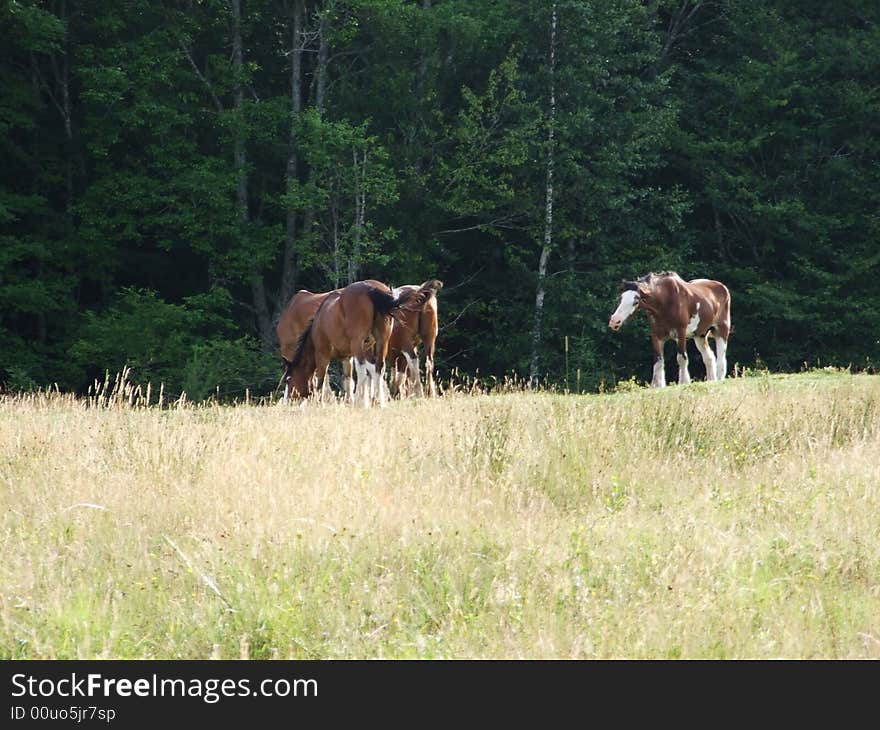 Draft horses grazing