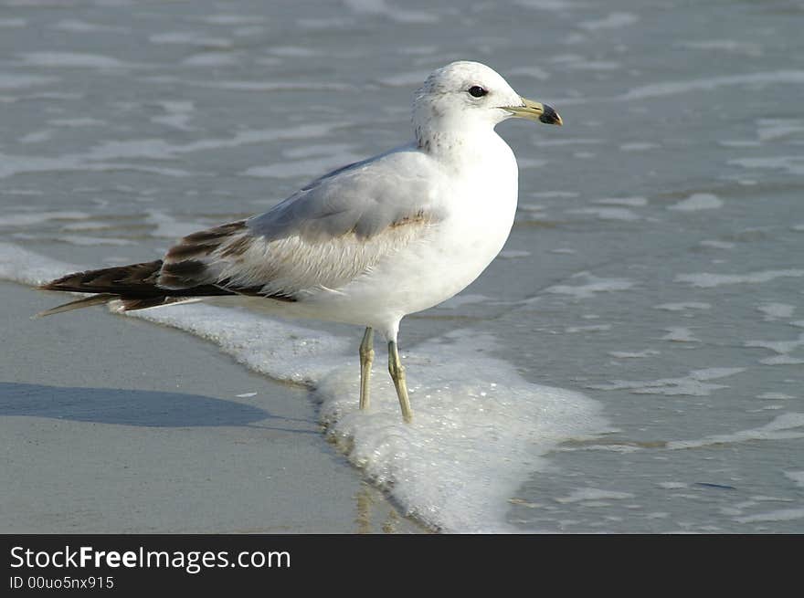 Sea gull