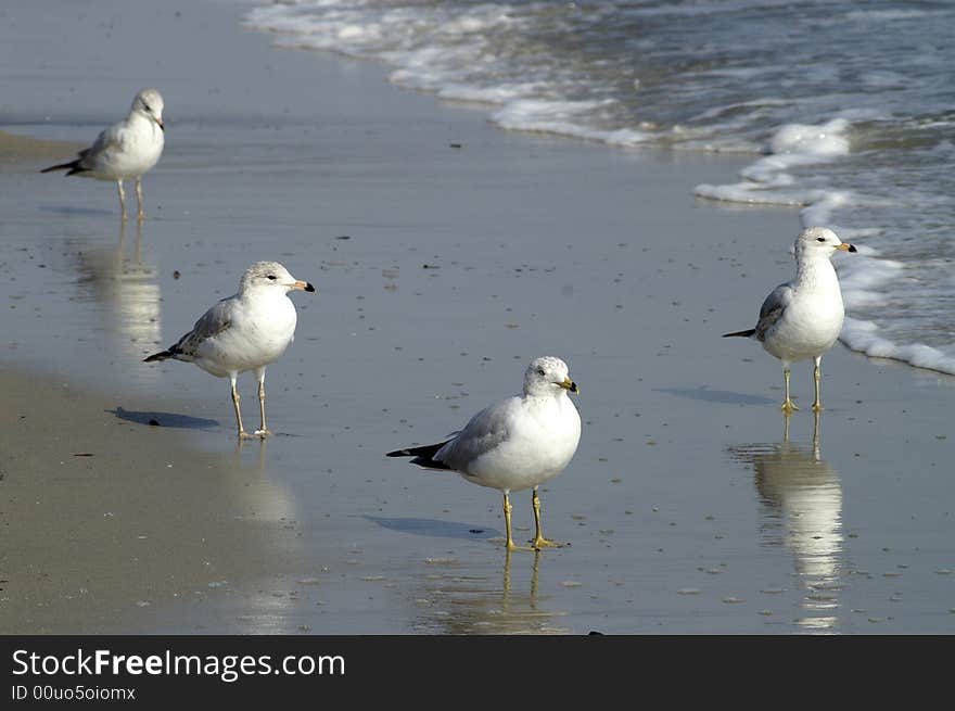 Beautiful sea gull stand on beach. Beautiful sea gull stand on beach