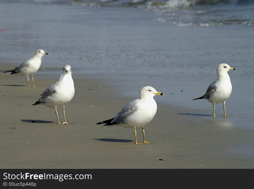 Sea Gull