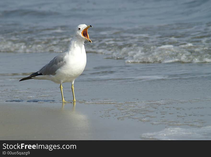 Beautiful sea gull looking for food. Beautiful sea gull looking for food