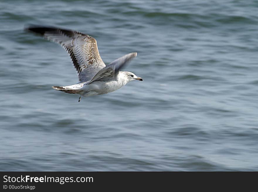 Sea gull