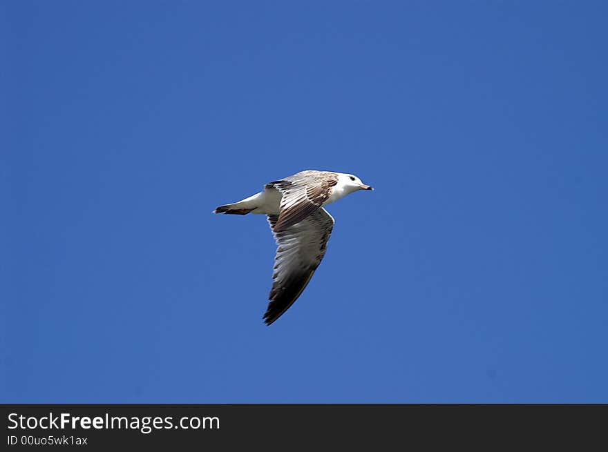 Beautiful sea gull is flying