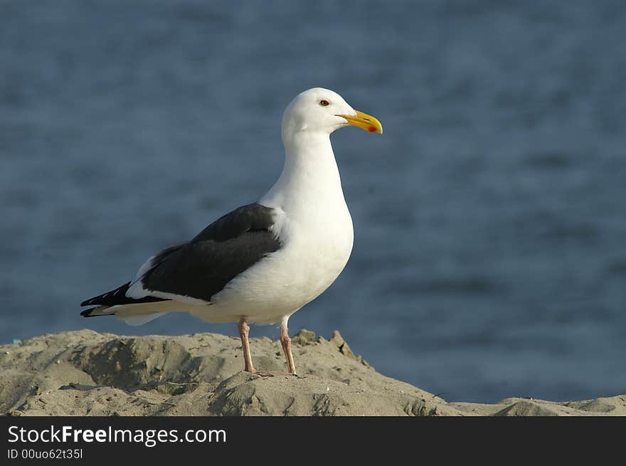 Sea gull