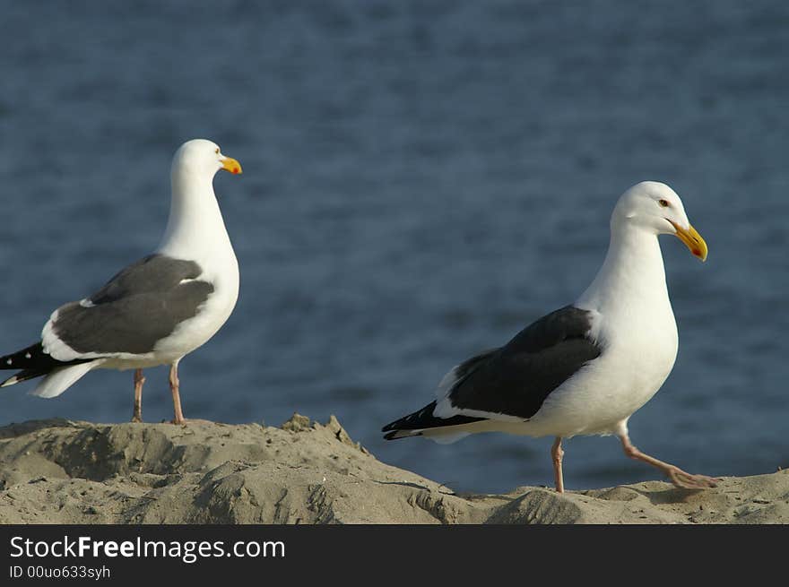 Sea gull