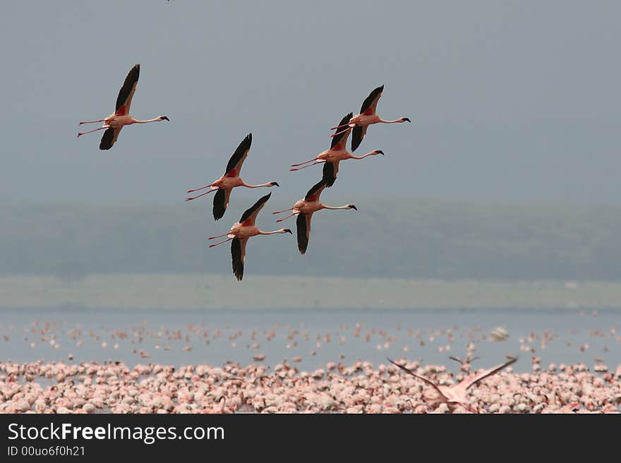 Flamingos are flying over a lake