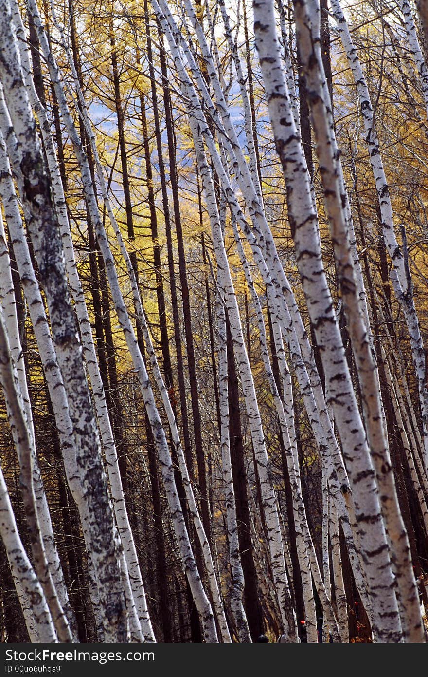 High birches in the autumn forest. High birches in the autumn forest