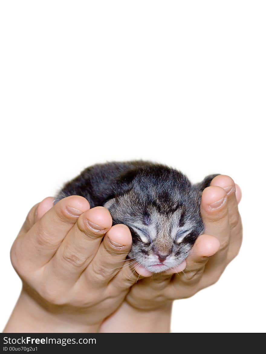 Small cat in hands