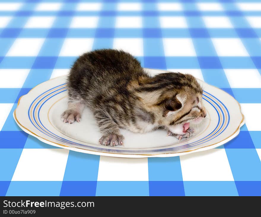 Small cat on plate