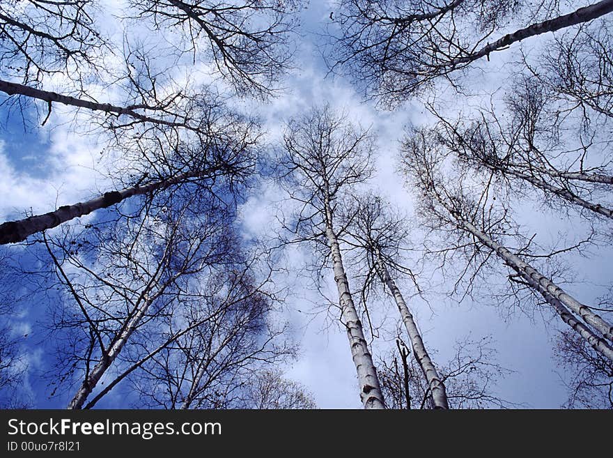 High birches in the forest on the blue sky background. High birches in the forest on the blue sky background