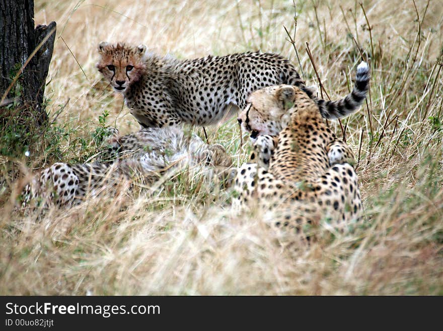 Cheetah cub standing watchful in the grass