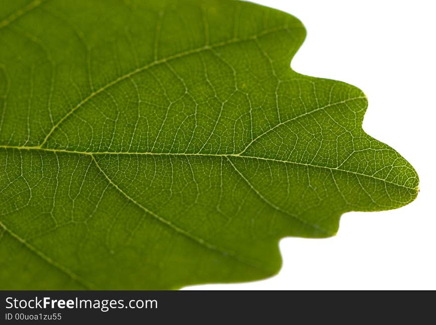 Green leaf in macro shoot. Green leaf in macro shoot