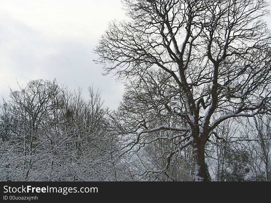 Winter scene, snowy trees