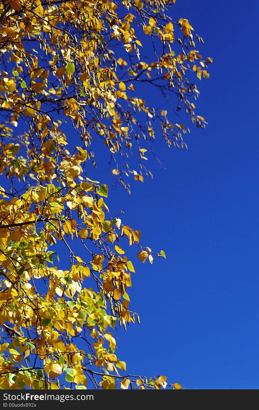 Autumn leaves with bright blue sky