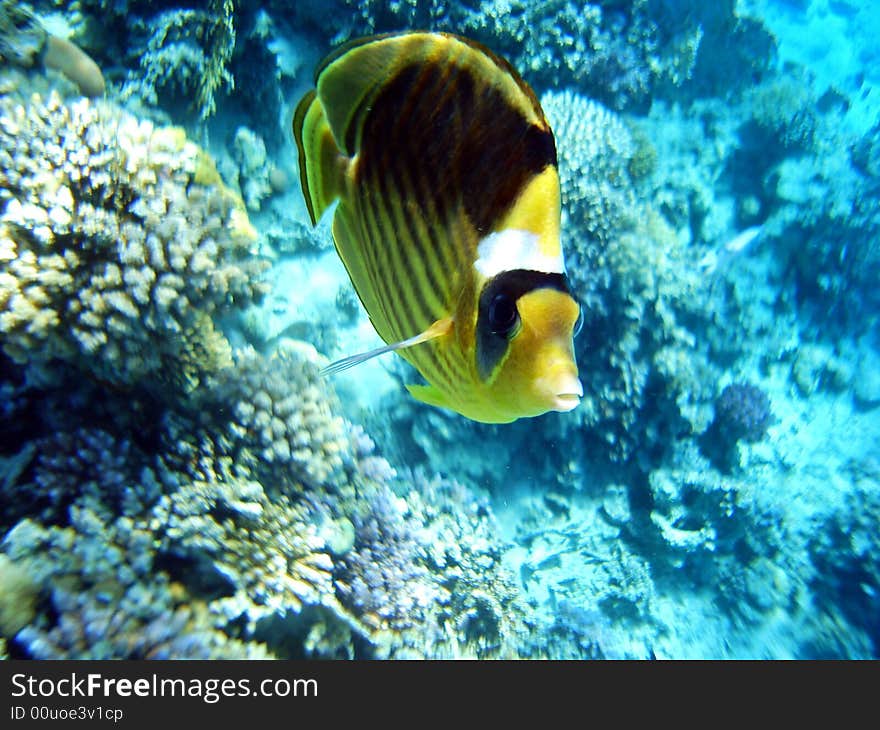 Fish  Red Sea Coral Wild Marine life
Ocean Tropical Wildlife