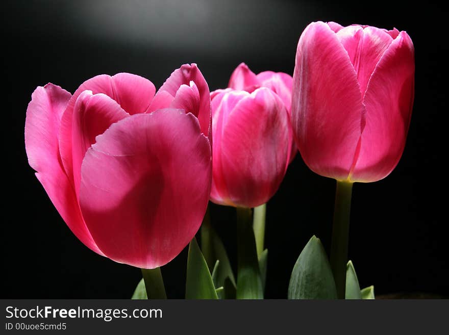 Red tulips on a black background. Red tulips on a black background