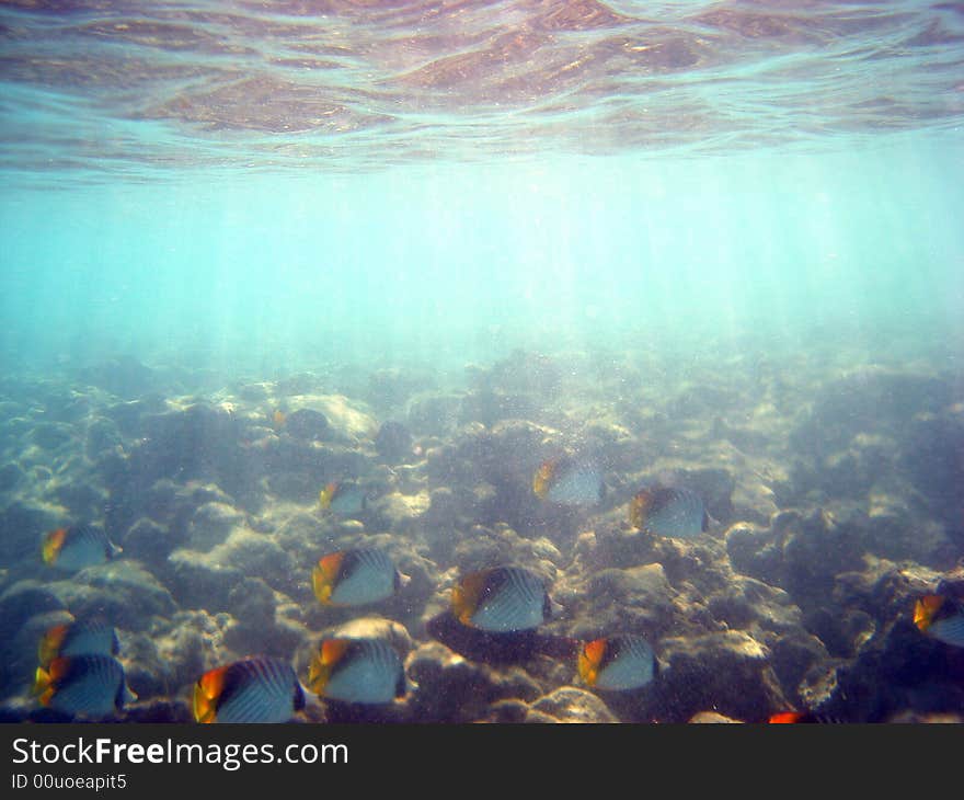 Fish  Red Sea Coral Wild Marine life
Ocean Tropical Wildlife. Fish  Red Sea Coral Wild Marine life
Ocean Tropical Wildlife