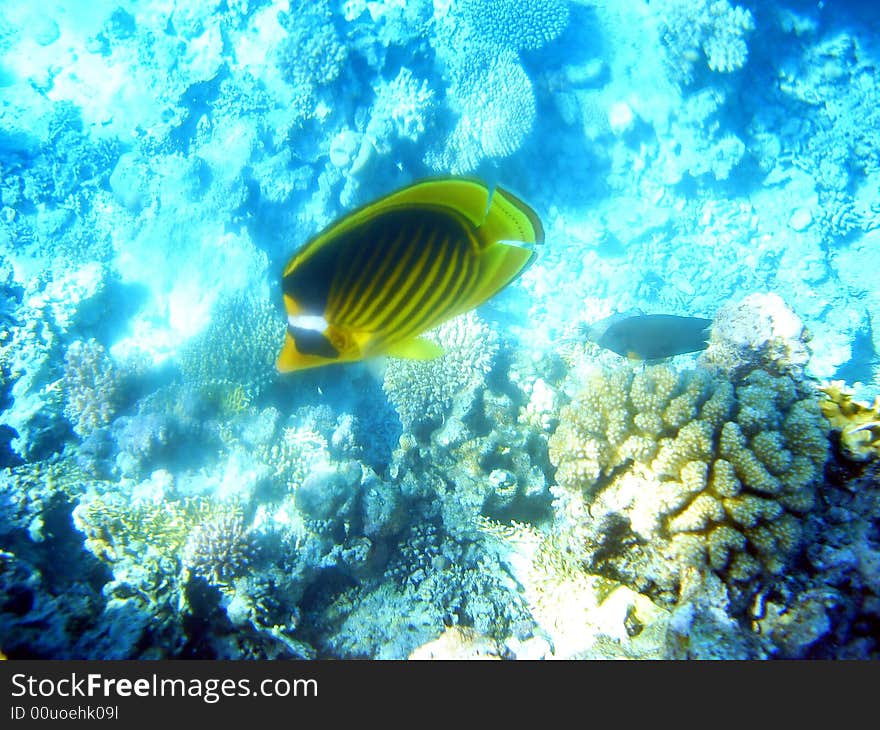 Fish  Red Sea Coral Wild Marine life
Ocean Tropical Wildlife. Fish  Red Sea Coral Wild Marine life
Ocean Tropical Wildlife