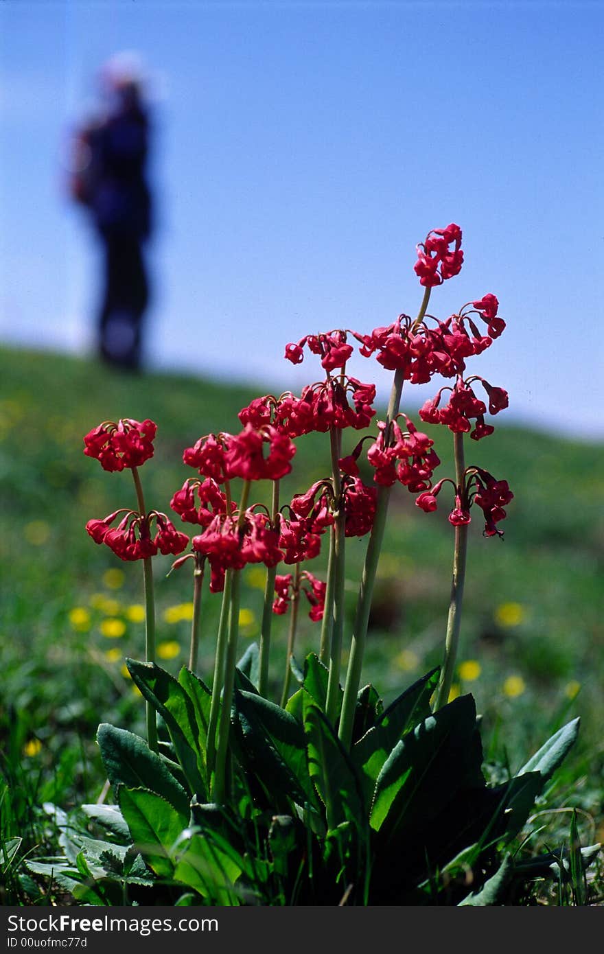 Group of rouge flowers in sunlight