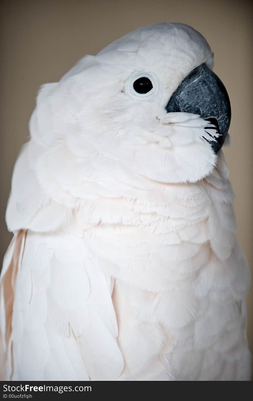 Cockatoo close up profile