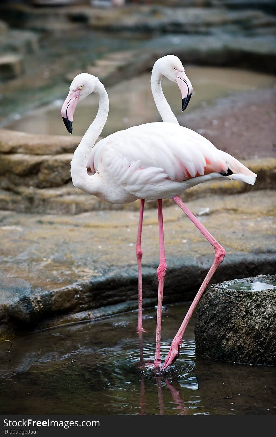 Photo of twin flamingo in the park