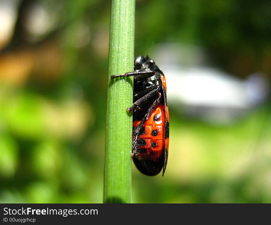 Close  up of small red bug climeing on a grass blade. Close  up of small red bug climeing on a grass blade