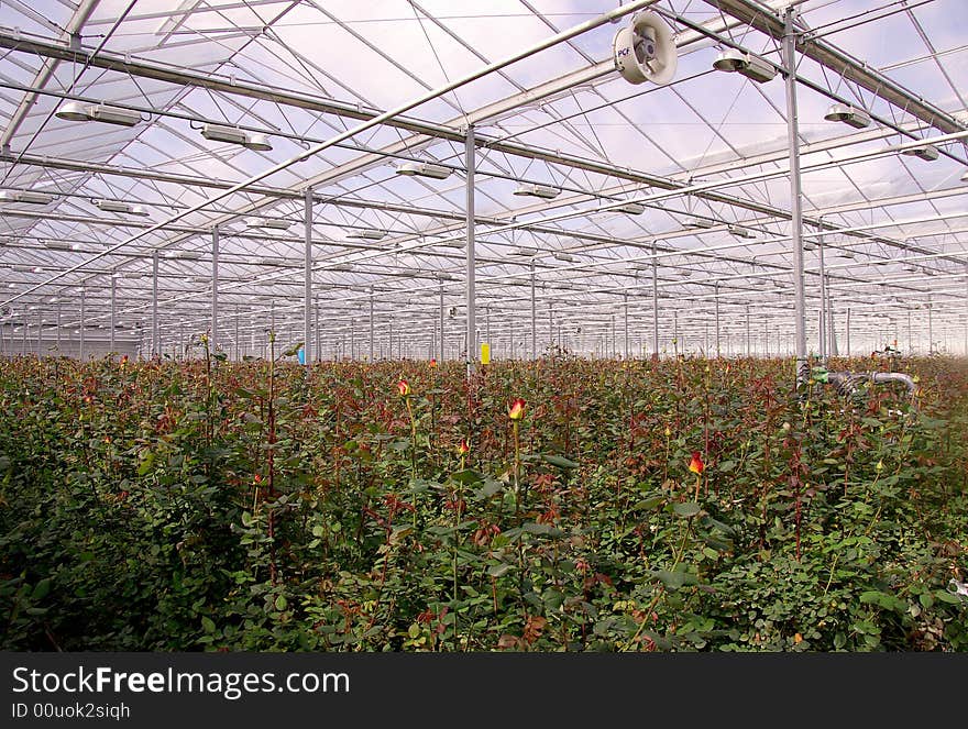 Red-yellow roses in a greenhouse at a rose nursery