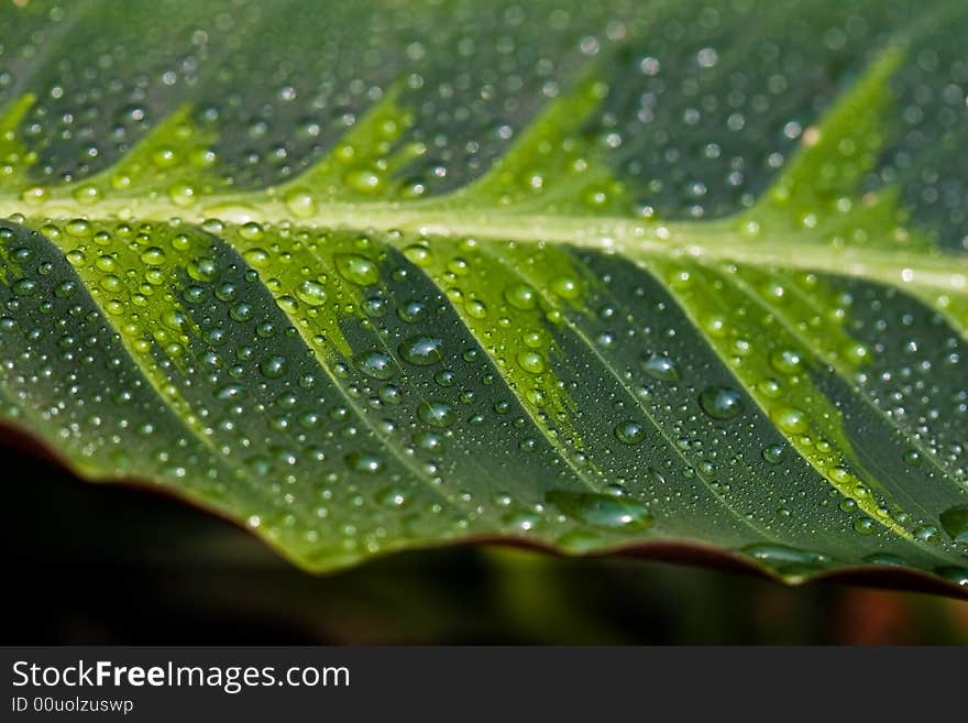 Nature series: flower leaf with waterdrop