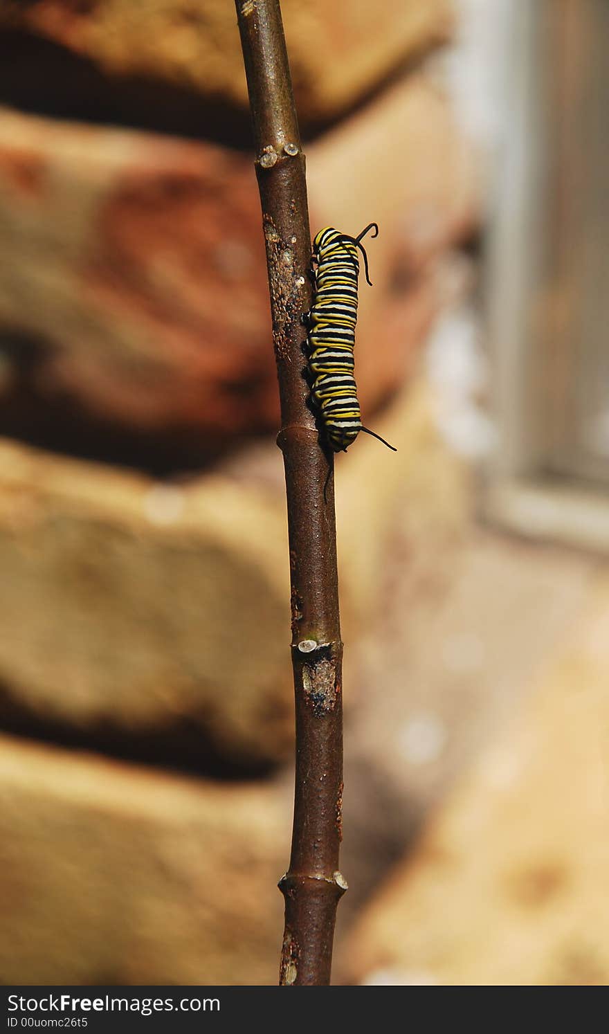 Monarch caterpillar walks up a leafless butterfly weed stem. . Monarch caterpillar walks up a leafless butterfly weed stem.