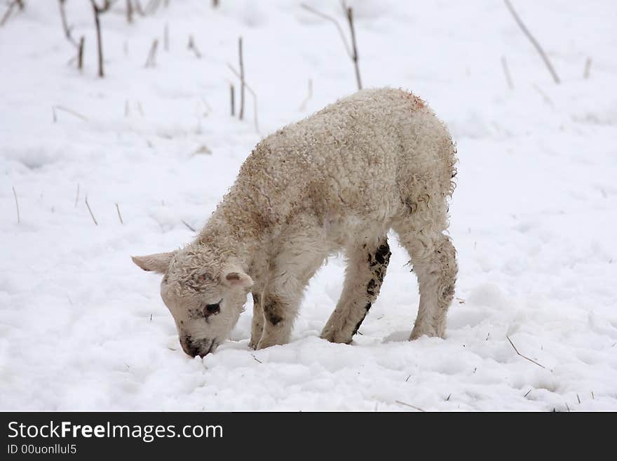 Spring lamb in the snow, Aberdeen, Scotland