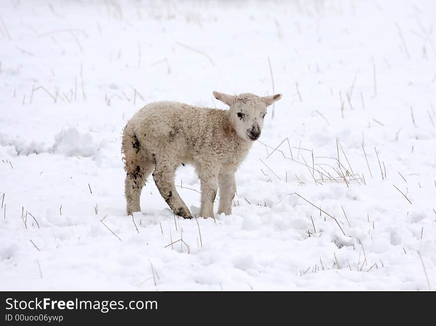 Spring lamb in the snow