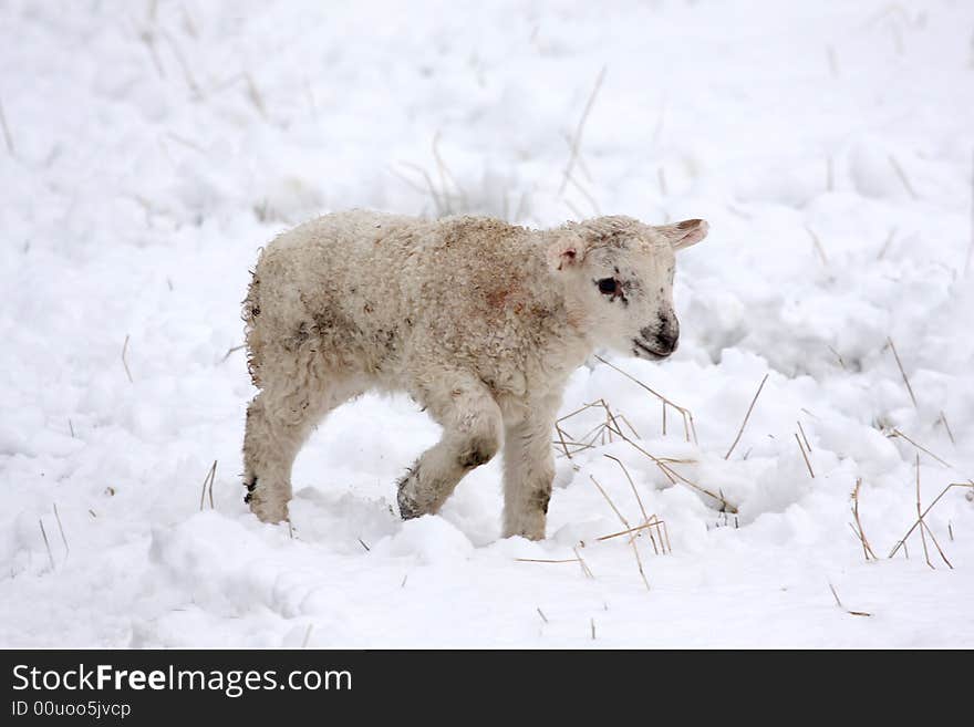 Spring lamb in the snow, Aberdeen, Scotland