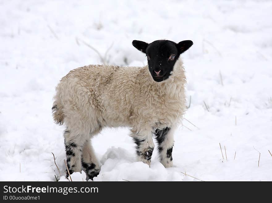 Spring lamb in the snow, Aberdeen, Scotland