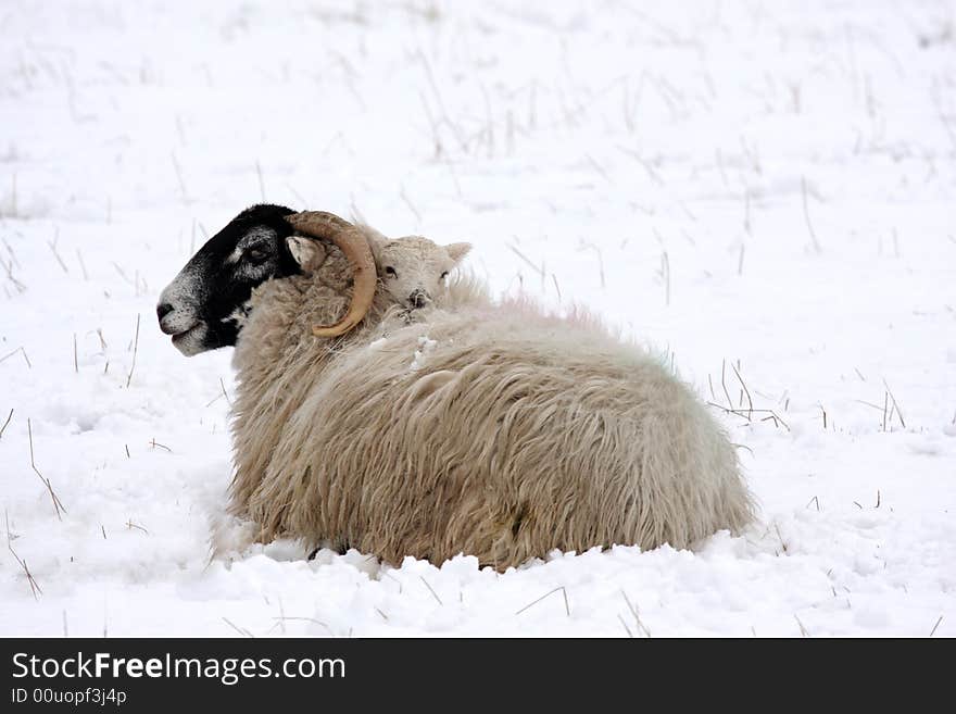 Spring lamb in the snow, Aberdeen, Scotland