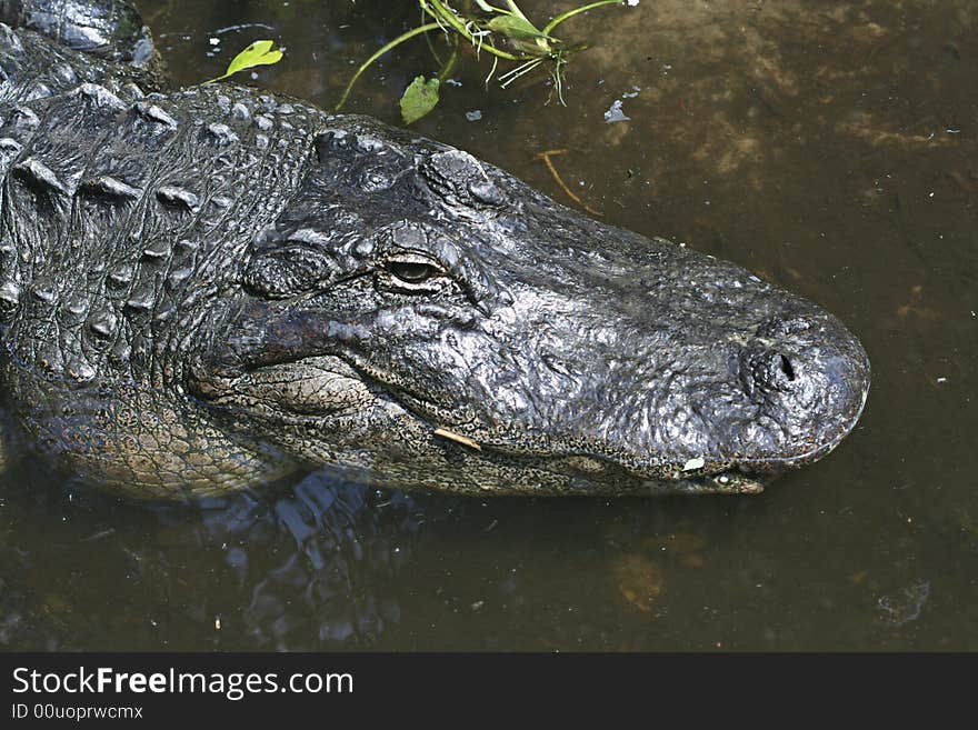 An Alligator stares closely at you. The gator patiently waits in shallow water and you can clearly see his eyes and rugged scales. An Alligator stares closely at you. The gator patiently waits in shallow water and you can clearly see his eyes and rugged scales.