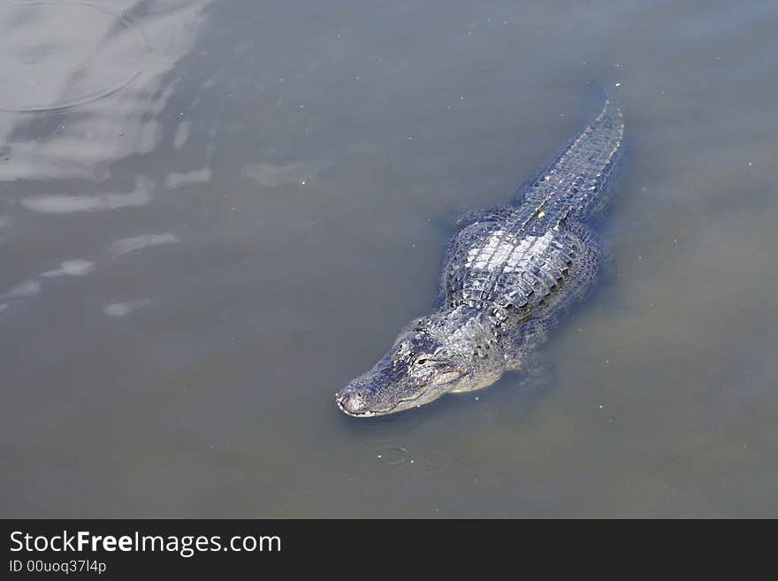 An Alligator stares closely at you. The gator patiently waits in shallow water. Lots of room for copy to the left of the reptile. An Alligator stares closely at you. The gator patiently waits in shallow water. Lots of room for copy to the left of the reptile