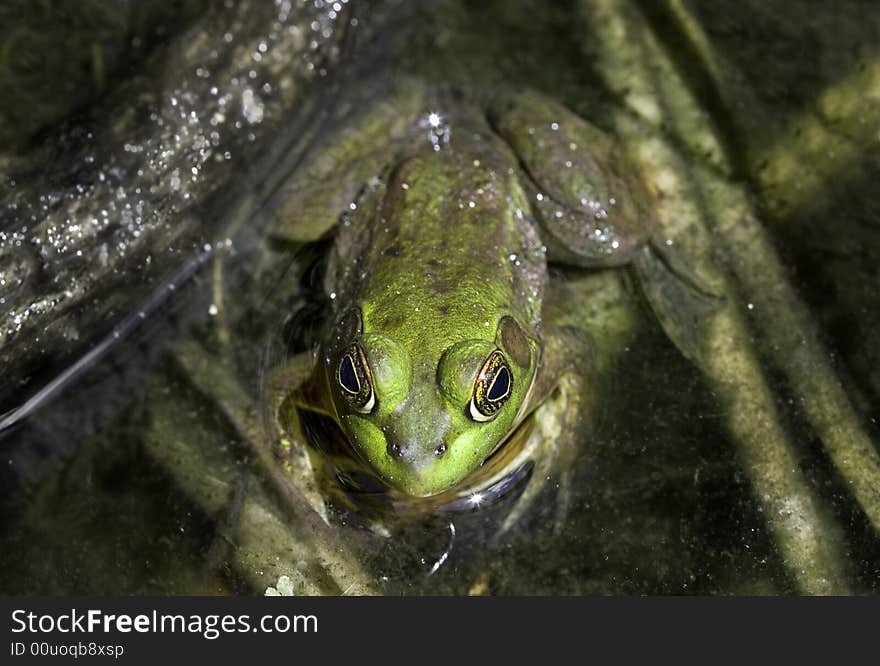 A bright green frog stares at the camera as it waits in a swamp. A bright green frog stares at the camera as it waits in a swamp