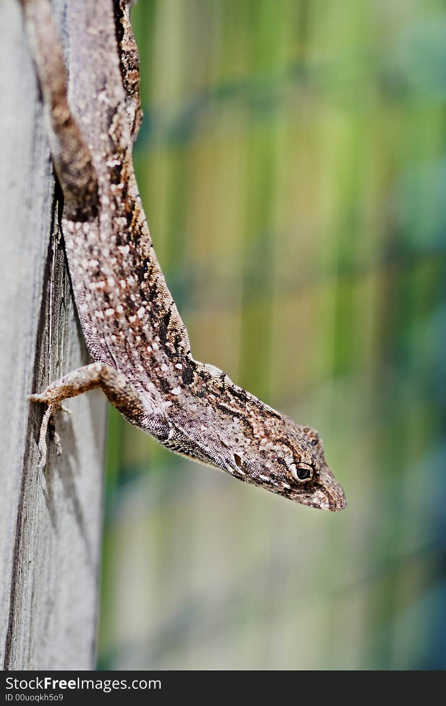 A speckled Lizard is perched while staring at the camera. A colorful green and red background accent the image. There is selected focus around the face of the lizard