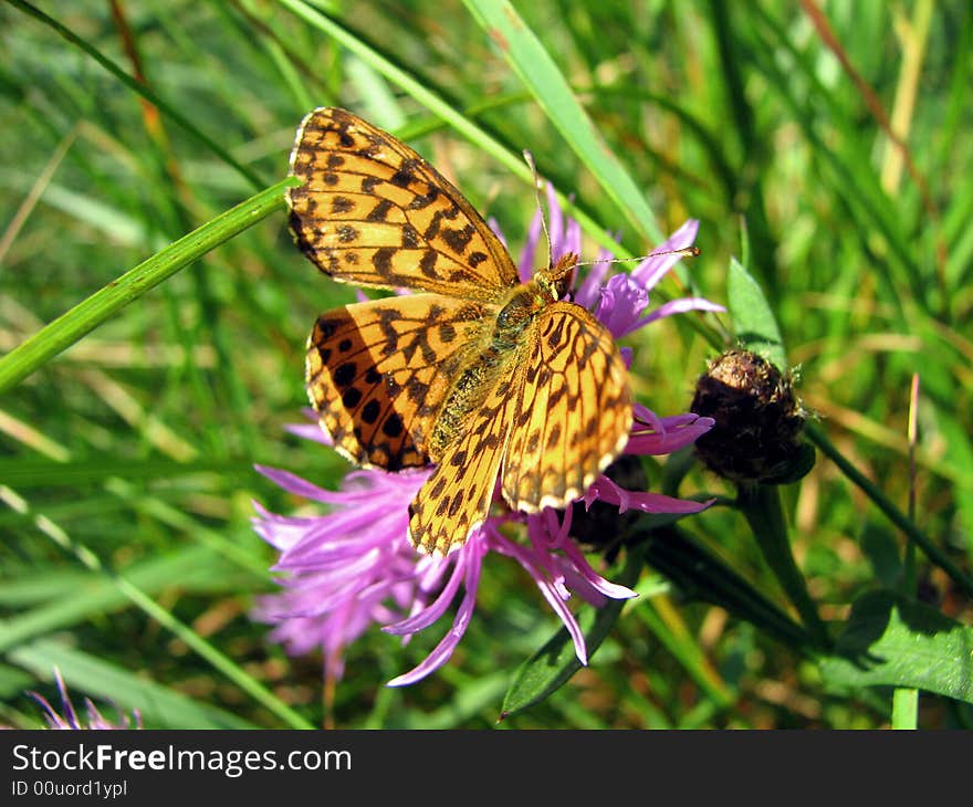 Summer butterfly resting in my garden on purple flowers. Summer butterfly resting in my garden on purple flowers