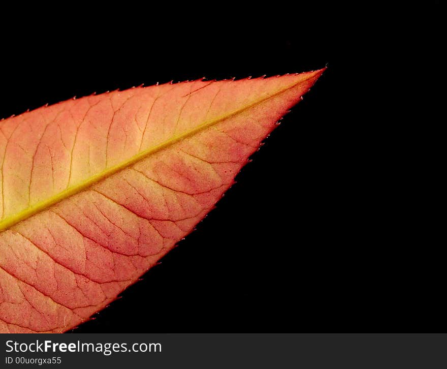 Leaf macro on a black background