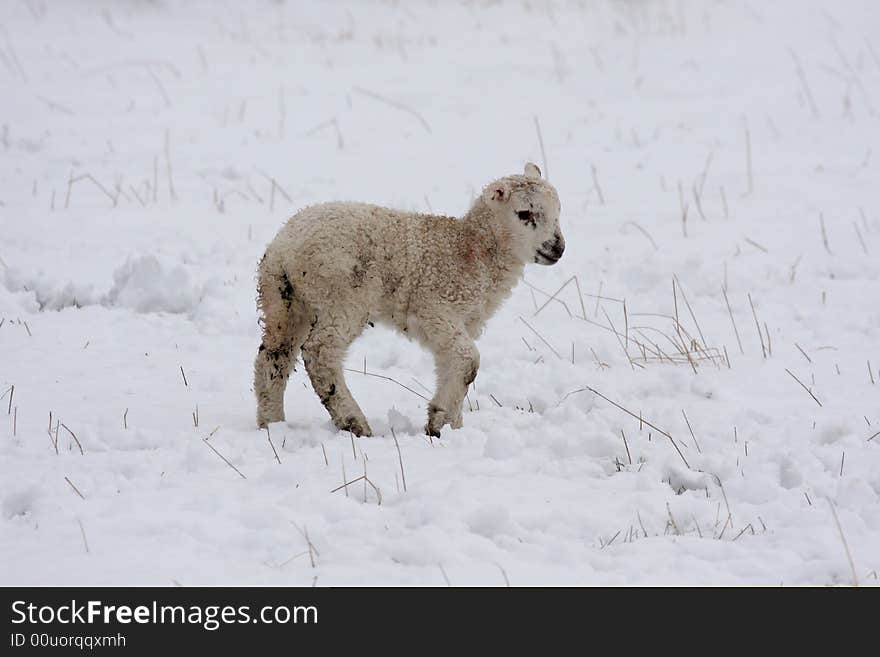 Spring lamb in the snow, Aberdeen, Scotland